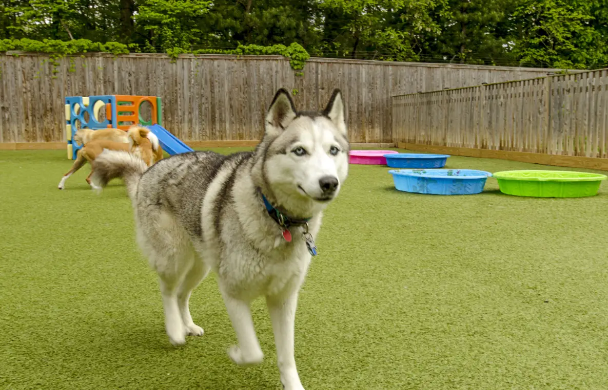artificial grass for dogs