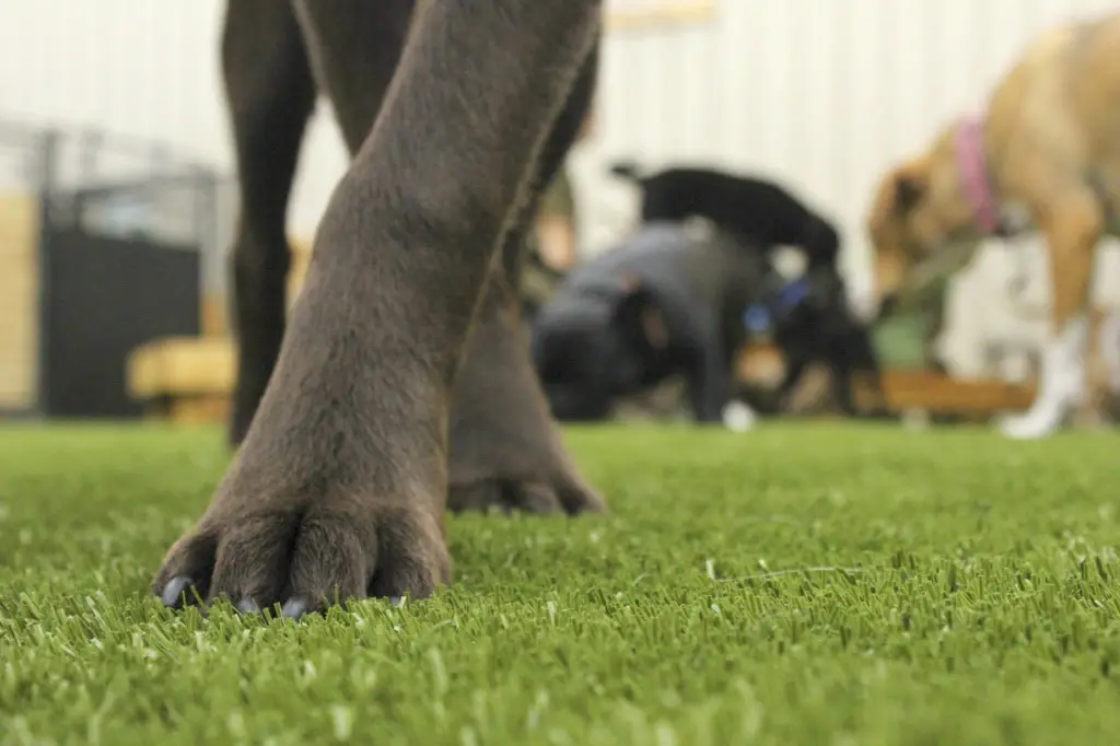 Artificial Turf For Dogs