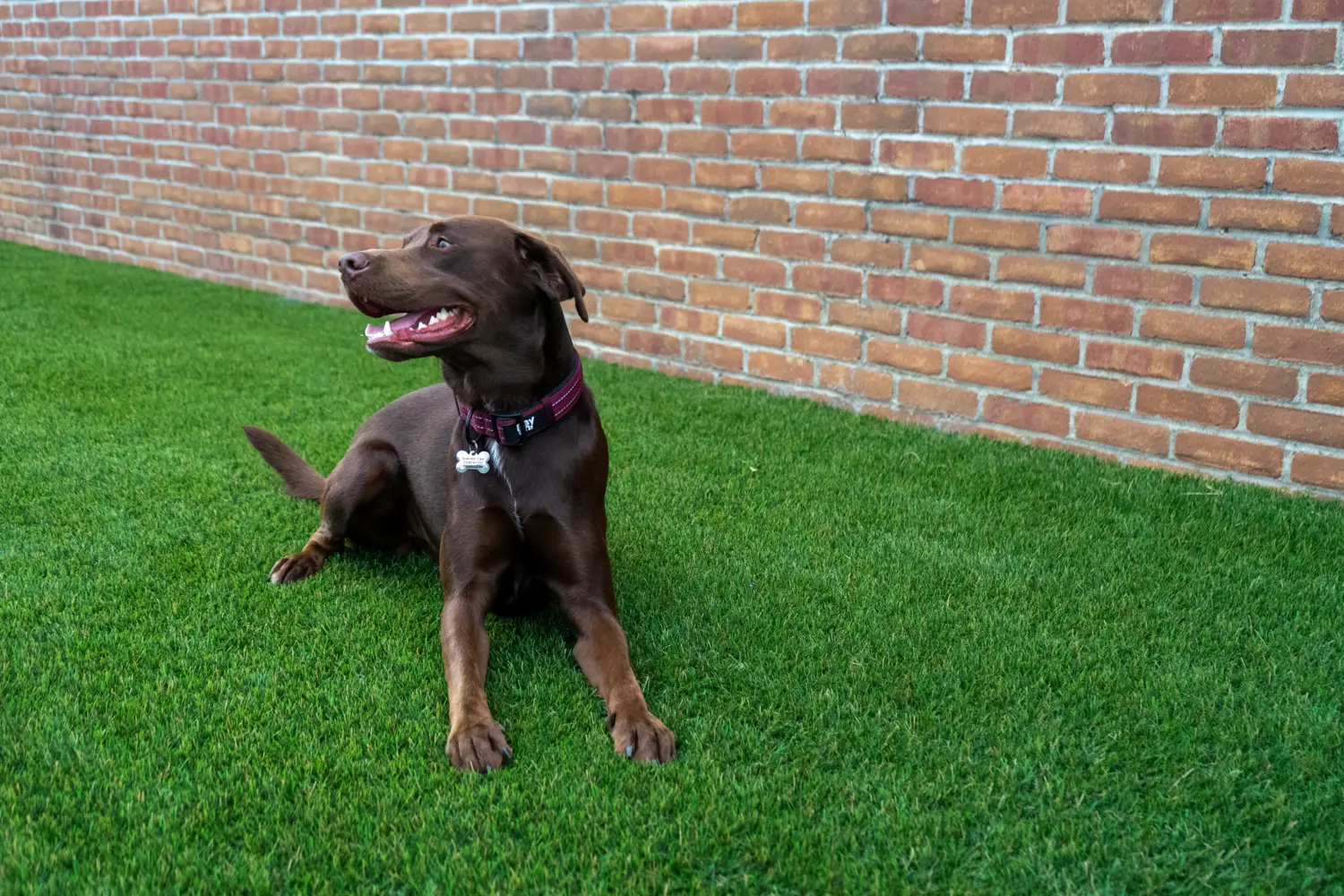 artificial grass for dogs