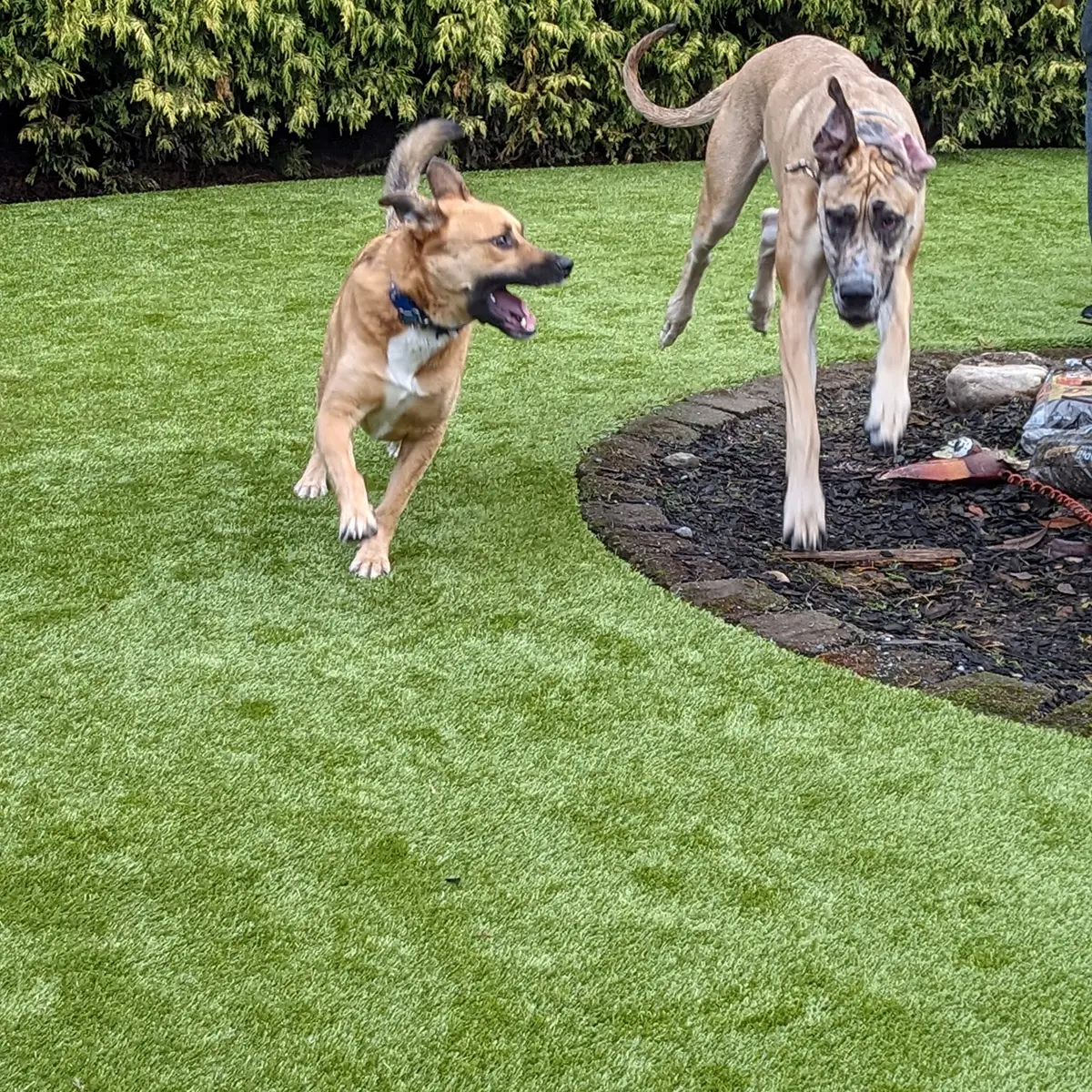Featured image for “Residential K9Grass Installation Near Everett, Washington”
